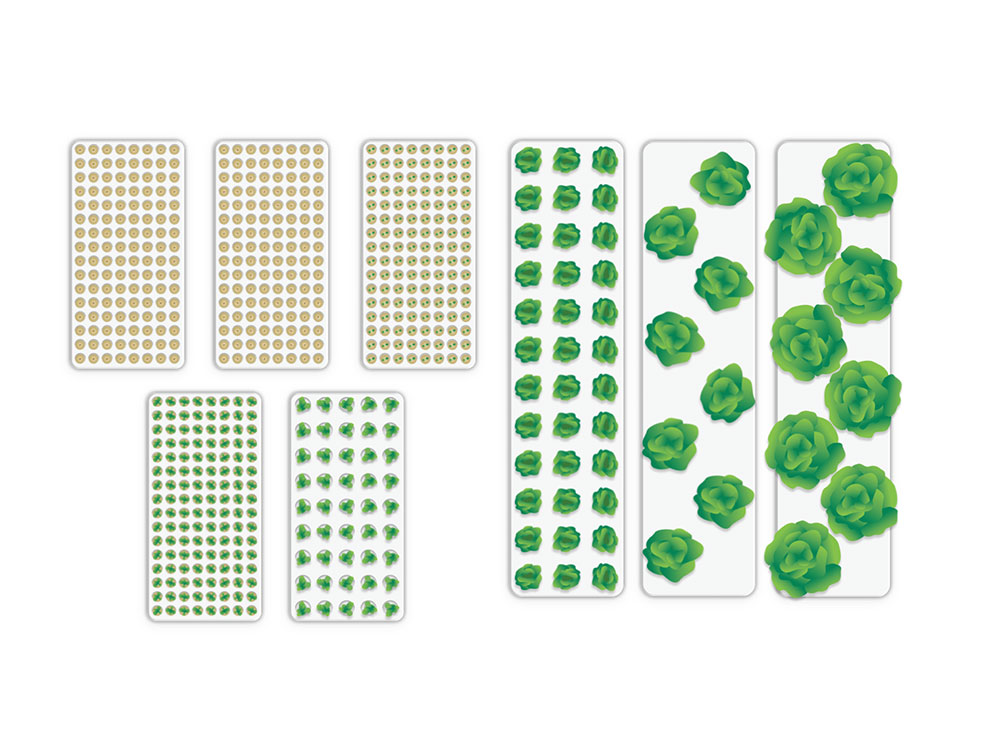 12-hole cruciferous planting tray