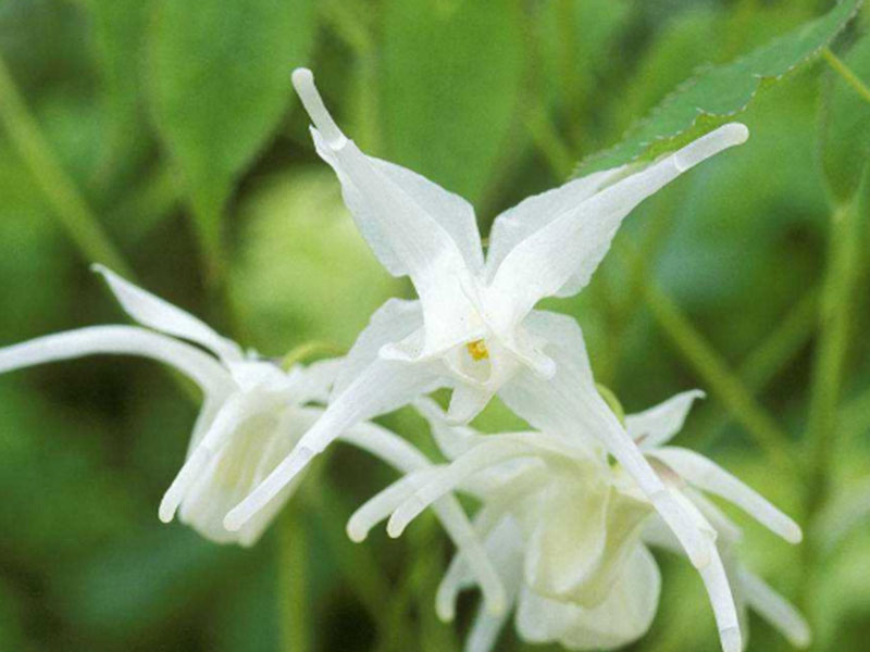 Epimedium