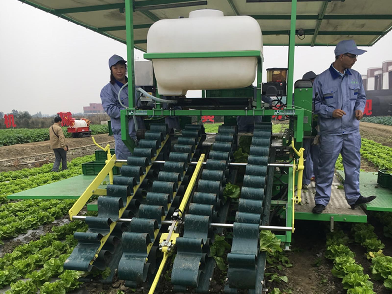 Chengdu loose leaf lettuce project