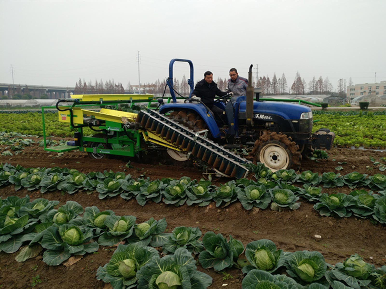 Wuhan Cabbage Mechanization