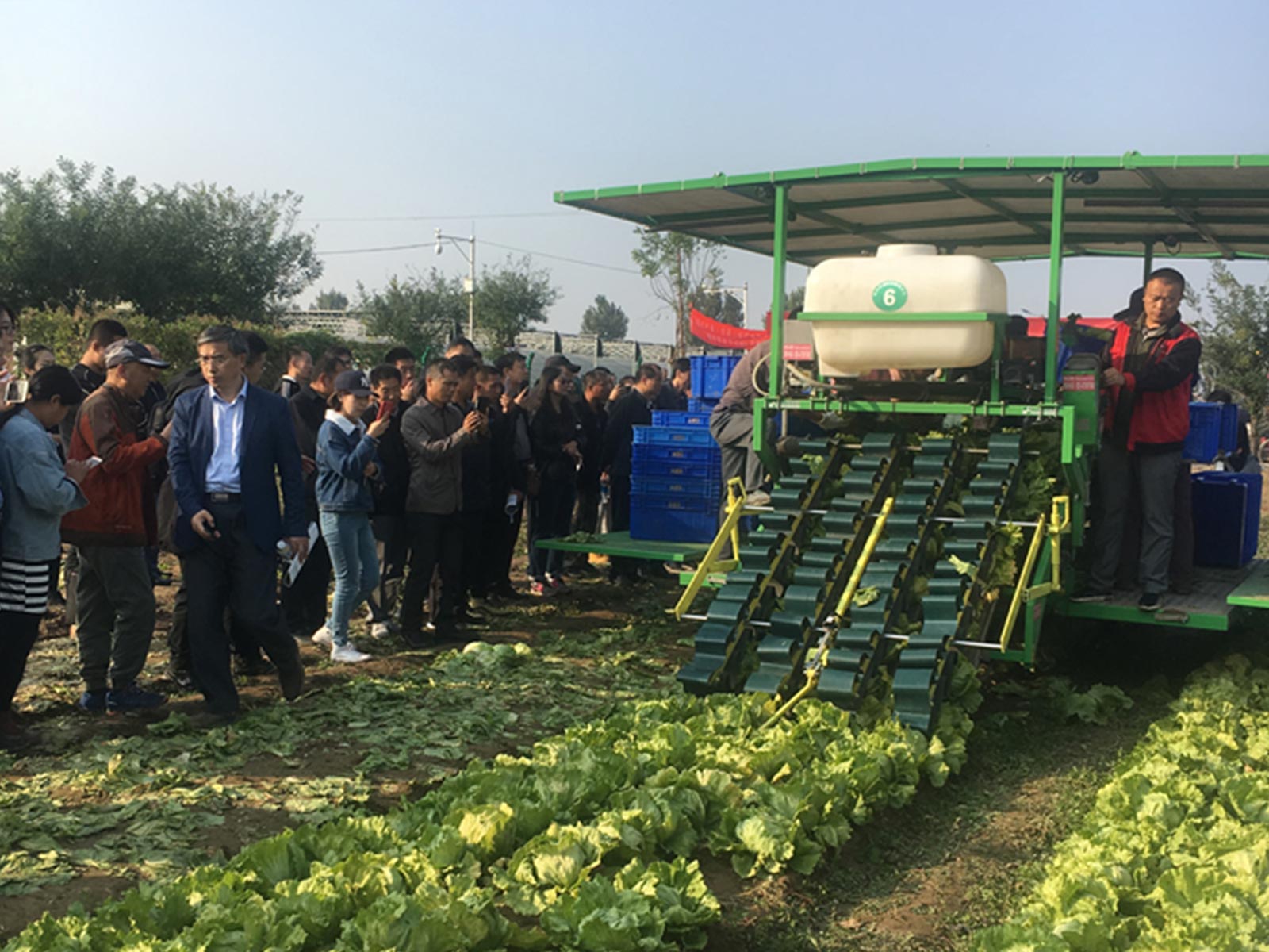 Beijing star lettuce mechanization