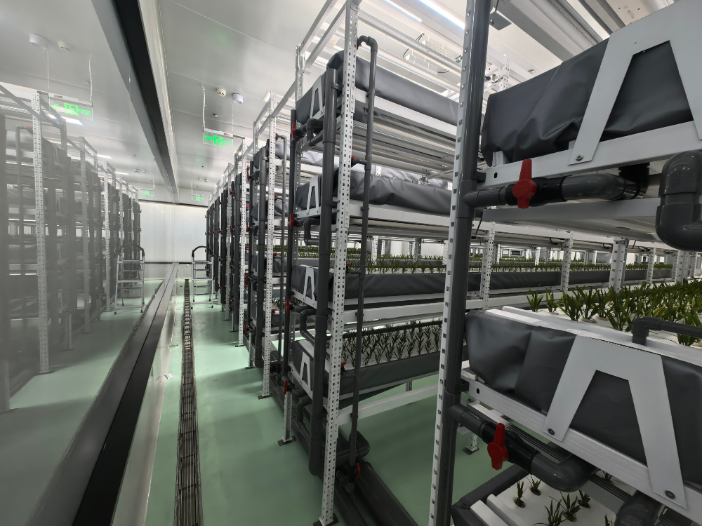 Rice vertical plant factory