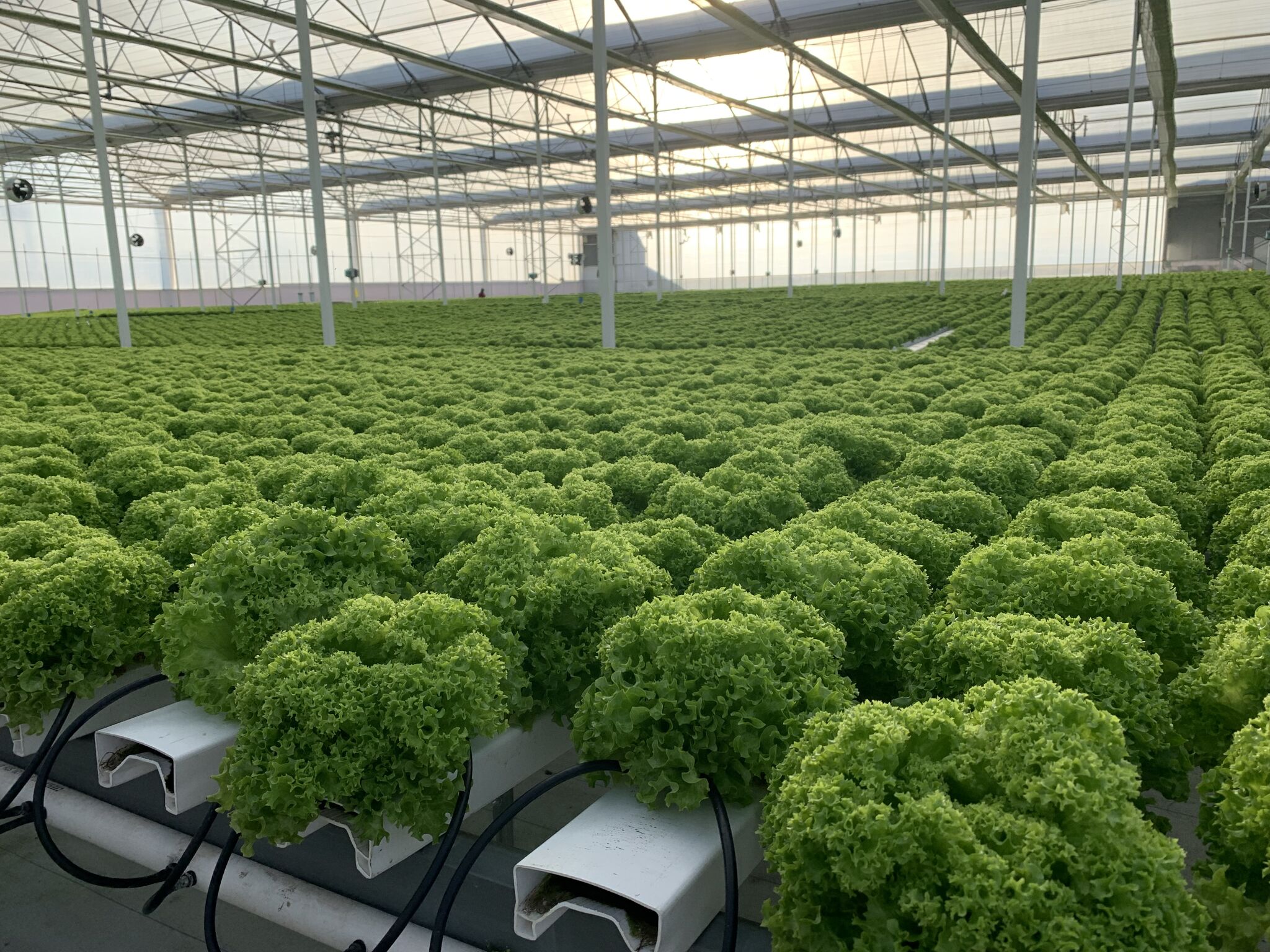 Greenhouse